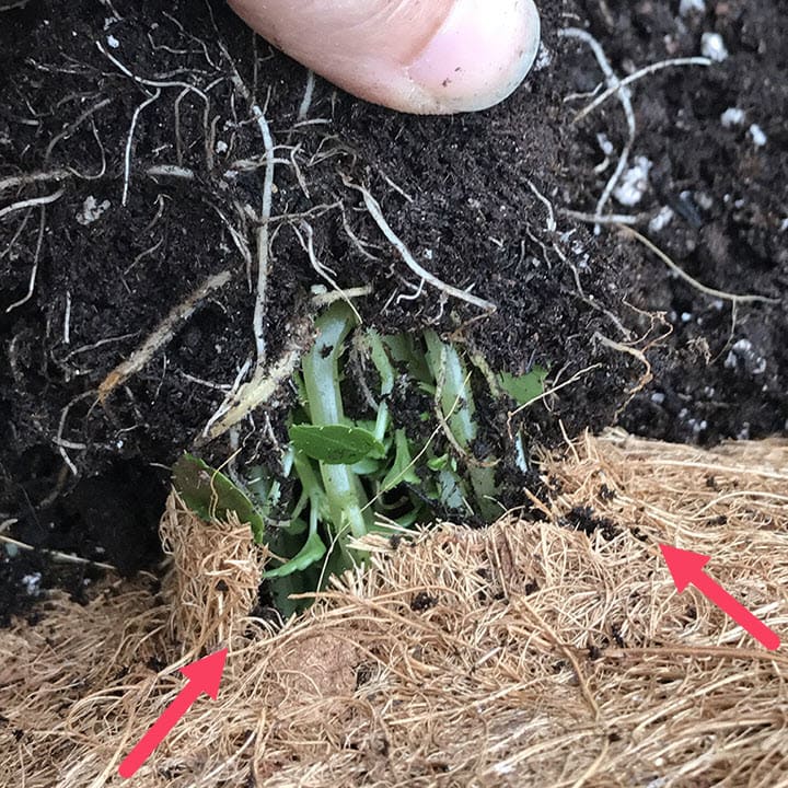 Additional slits cut in hanging basket liner