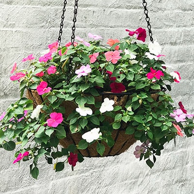 Flower hanging basket after few weeks of growing